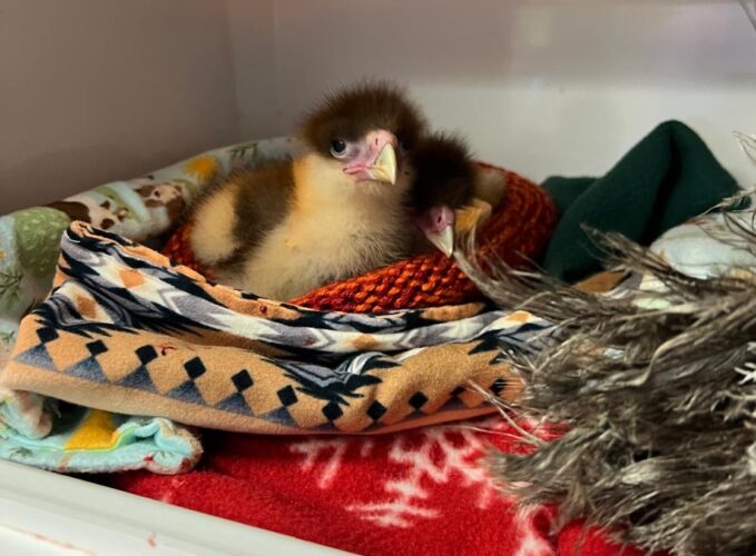 CROW seeks handmade nests to comfort baby wildlife patients